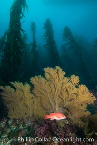 California golden gorgonian on underwater rocky reef below kelp forest, San Clemente Island. The golden gorgonian is a filter-feeding temperate colonial species that lives on the rocky bottom at depths between 50 to 200 feet deep. Each individual polyp is a distinct animal, together they secrete calcium that forms the structure of the colony. Gorgonians are oriented at right angles to prevailing water currents to capture plankton drifting by, San Clemente Island. The golden gorgonian is a filter-feeding temperate colonial species that lives on the rocky bottom at depths between 50 to 200 feet deep. Each individual polyp is a distinct animal, together they secrete calcium that forms the structure of the colony. Gorgonians are oriented at right angles to prevailing water currents to capture plankton drifting by, Muricea californica