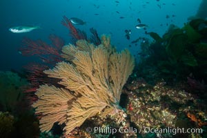 California golden gorgonian on underwater rocky reef, San Clemente Island. The golden gorgonian is a filter-feeding temperate colonial species that lives on the rocky bottom at depths between 50 to 200 feet deep. Each individual polyp is a distinct animal, together they secrete calcium that forms the structure of the colony. Gorgonians are oriented at right angles to prevailing water currents to capture plankton drifting by, Muricea californica