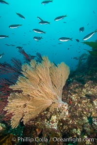 California golden gorgonian on underwater rocky reef, San Clemente Island. The golden gorgonian is a filter-feeding temperate colonial species that lives on the rocky bottom at depths between 50 to 200 feet deep. Each individual polyp is a distinct animal, together they secrete calcium that forms the structure of the colony. Gorgonians are oriented at right angles to prevailing water currents to capture plankton drifting by, Muricea californica
