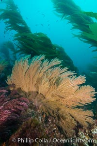 California golden gorgonian on underwater rocky reef below kelp forest, San Clemente Island. The golden gorgonian is a filter-feeding temperate colonial species that lives on the rocky bottom at depths between 50 to 200 feet deep. Each individual polyp is a distinct animal, together they secrete calcium that forms the structure of the colony. Gorgonians are oriented at right angles to prevailing water currents to capture plankton drifting by, San Clemente Island. The golden gorgonian is a filter-feeding temperate colonial species that lives on the rocky bottom at depths between 50 to 200 feet deep. Each individual polyp is a distinct animal, together they secrete calcium that forms the structure of the colony. Gorgonians are oriented at right angles to prevailing water currents to capture plankton drifting by, Muricea californica