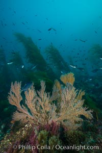 California golden gorgonian on underwater rocky reef below kelp forest, San Clemente Island. The golden gorgonian is a filter-feeding temperate colonial species that lives on the rocky bottom at depths between 50 to 200 feet deep. Each individual polyp is a distinct animal, together they secrete calcium that forms the structure of the colony. Gorgonians are oriented at right angles to prevailing water currents to capture plankton drifting by, San Clemente Island. The golden gorgonian is a filter-feeding temperate colonial species that lives on the rocky bottom at depths between 50 to 200 feet deep. Each individual polyp is a distinct animal, together they secrete calcium that forms the structure of the colony. Gorgonians are oriented at right angles to prevailing water currents to capture plankton drifting by, Muricea californica
