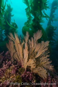 California golden gorgonian on underwater rocky reef below kelp forest, San Clemente Island. The golden gorgonian is a filter-feeding temperate colonial species that lives on the rocky bottom at depths between 50 to 200 feet deep. Each individual polyp is a distinct animal, together they secrete calcium that forms the structure of the colony. Gorgonians are oriented at right angles to prevailing water currents to capture plankton drifting by, San Clemente Island. The golden gorgonian is a filter-feeding temperate colonial species that lives on the rocky bottom at depths between 50 to 200 feet deep. Each individual polyp is a distinct animal, together they secrete calcium that forms the structure of the colony. Gorgonians are oriented at right angles to prevailing water currents to capture plankton drifting by, Muricea californica