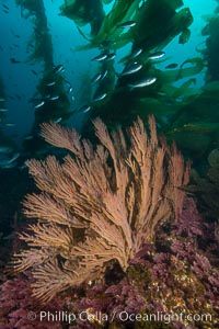 California golden gorgonian on underwater rocky reef below kelp forest, San Clemente Island. The golden gorgonian is a filter-feeding temperate colonial species that lives on the rocky bottom at depths between 50 to 200 feet deep. Each individual polyp is a distinct animal, together they secrete calcium that forms the structure of the colony. Gorgonians are oriented at right angles to prevailing water currents to capture plankton drifting by, San Clemente Island. The golden gorgonian is a filter-feeding temperate colonial species that lives on the rocky bottom at depths between 50 to 200 feet deep. Each individual polyp is a distinct animal, together they secrete calcium that forms the structure of the colony. Gorgonians are oriented at right angles to prevailing water currents to capture plankton drifting by, Muricea californica