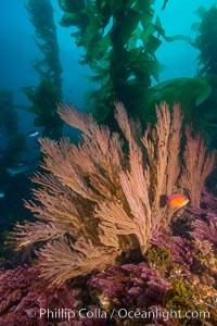 California golden gorgonian in giant kelp forest, San Clemente Island