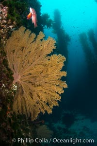 California golden gorgonian on underwater rocky reef below kelp forest, San Clemente Island. The golden gorgonian is a filter-feeding temperate colonial species that lives on the rocky bottom at depths between 50 to 200 feet deep. Each individual polyp is a distinct animal, together they secrete calcium that forms the structure of the colony. Gorgonians are oriented at right angles to prevailing water currents to capture plankton drifting by, San Clemente Island. The golden gorgonian is a filter-feeding temperate colonial species that lives on the rocky bottom at depths between 50 to 200 feet deep. Each individual polyp is a distinct animal, together they secrete calcium that forms the structure of the colony. Gorgonians are oriented at right angles to prevailing water currents to capture plankton drifting by, Muricea californica