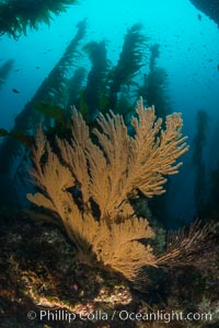 California golden gorgonian on underwater rocky reef below kelp forest, San Clemente Island. The golden gorgonian is a filter-feeding temperate colonial species that lives on the rocky bottom at depths between 50 to 200 feet deep. Each individual polyp is a distinct animal, together they secrete calcium that forms the structure of the colony. Gorgonians are oriented at right angles to prevailing water currents to capture plankton drifting by, San Clemente Island. The golden gorgonian is a filter-feeding temperate colonial species that lives on the rocky bottom at depths between 50 to 200 feet deep. Each individual polyp is a distinct animal, together they secrete calcium that forms the structure of the colony. Gorgonians are oriented at right angles to prevailing water currents to capture plankton drifting by, Muricea californica