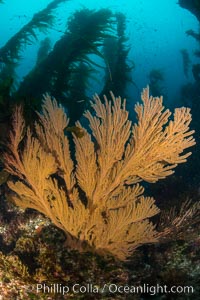 California golden gorgonian on underwater rocky reef below kelp forest, San Clemente Island. The golden gorgonian is a filter-feeding temperate colonial species that lives on the rocky bottom at depths between 50 to 200 feet deep. Each individual polyp is a distinct animal, together they secrete calcium that forms the structure of the colony. Gorgonians are oriented at right angles to prevailing water currents to capture plankton drifting by, San Clemente Island. The golden gorgonian is a filter-feeding temperate colonial species that lives on the rocky bottom at depths between 50 to 200 feet deep. Each individual polyp is a distinct animal, together they secrete calcium that forms the structure of the colony. Gorgonians are oriented at right angles to prevailing water currents to capture plankton drifting by, Muricea californica