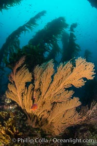 California golden gorgonian on underwater rocky reef below kelp forest, San Clemente Island. The golden gorgonian is a filter-feeding temperate colonial species that lives on the rocky bottom at depths between 50 to 200 feet deep. Each individual polyp is a distinct animal, together they secrete calcium that forms the structure of the colony. Gorgonians are oriented at right angles to prevailing water currents to capture plankton drifting by, San Clemente Island. The golden gorgonian is a filter-feeding temperate colonial species that lives on the rocky bottom at depths between 50 to 200 feet deep. Each individual polyp is a distinct animal, together they secrete calcium that forms the structure of the colony. Gorgonians are oriented at right angles to prevailing water currents to capture plankton drifting by, Muricea californica