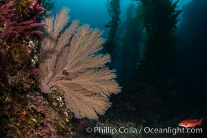 California golden gorgonian on underwater rocky reef below kelp forest, San Clemente Island. The golden gorgonian is a filter-feeding temperate colonial species that lives on the rocky bottom at depths between 50 to 200 feet deep. Each individual polyp is a distinct animal, together they secrete calcium that forms the structure of the colony. Gorgonians are oriented at right angles to prevailing water currents to capture plankton drifting by, San Clemente Island. The golden gorgonian is a filter-feeding temperate colonial species that lives on the rocky bottom at depths between 50 to 200 feet deep. Each individual polyp is a distinct animal, together they secrete calcium that forms the structure of the colony. Gorgonians are oriented at right angles to prevailing water currents to capture plankton drifting by, Muricea californica