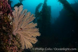 California golden gorgonian on underwater rocky reef below kelp forest, San Clemente Island. The golden gorgonian is a filter-feeding temperate colonial species that lives on the rocky bottom at depths between 50 to 200 feet deep. Each individual polyp is a distinct animal, together they secrete calcium that forms the structure of the colony. Gorgonians are oriented at right angles to prevailing water currents to capture plankton drifting by, San Clemente Island. The golden gorgonian is a filter-feeding temperate colonial species that lives on the rocky bottom at depths between 50 to 200 feet deep. Each individual polyp is a distinct animal, together they secrete calcium that forms the structure of the colony. Gorgonians are oriented at right angles to prevailing water currents to capture plankton drifting by, Muricea californica