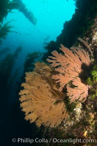 California golden gorgonian on underwater rocky reef below kelp forest, San Clemente Island. The golden gorgonian is a filter-feeding temperate colonial species that lives on the rocky bottom at depths between 50 to 200 feet deep. Each individual polyp is a distinct animal, together they secrete calcium that forms the structure of the colony. Gorgonians are oriented at right angles to prevailing water currents to capture plankton drifting by, San Clemente Island. The golden gorgonian is a filter-feeding temperate colonial species that lives on the rocky bottom at depths between 50 to 200 feet deep. Each individual polyp is a distinct animal, together they secrete calcium that forms the structure of the colony. Gorgonians are oriented at right angles to prevailing water currents to capture plankton drifting by, Muricea californica