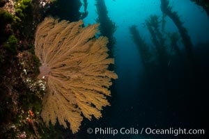 California golden gorgonian on underwater rocky reef below kelp forest, San Clemente Island. The golden gorgonian is a filter-feeding temperate colonial species that lives on the rocky bottom at depths between 50 to 200 feet deep. Each individual polyp is a distinct animal, together they secrete calcium that forms the structure of the colony. Gorgonians are oriented at right angles to prevailing water currents to capture plankton drifting by, San Clemente Island. The golden gorgonian is a filter-feeding temperate colonial species that lives on the rocky bottom at depths between 50 to 200 feet deep. Each individual polyp is a distinct animal, together they secrete calcium that forms the structure of the colony. Gorgonians are oriented at right angles to prevailing water currents to capture plankton drifting by, Muricea californica