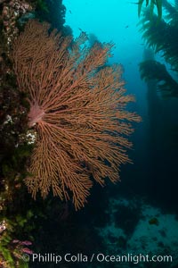 California golden gorgonian on underwater rocky reef below kelp forest, San Clemente Island. The golden gorgonian is a filter-feeding temperate colonial species that lives on the rocky bottom at depths between 50 to 200 feet deep. Each individual polyp is a distinct animal, together they secrete calcium that forms the structure of the colony. Gorgonians are oriented at right angles to prevailing water currents to capture plankton drifting by, San Clemente Island. The golden gorgonian is a filter-feeding temperate colonial species that lives on the rocky bottom at depths between 50 to 200 feet deep. Each individual polyp is a distinct animal, together they secrete calcium that forms the structure of the colony. Gorgonians are oriented at right angles to prevailing water currents to capture plankton drifting by, Muricea californica