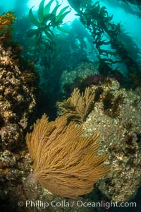 California golden gorgonian on underwater rocky reef below kelp forest, San Clemente Island. The golden gorgonian is a filter-feeding temperate colonial species that lives on the rocky bottom at depths between 50 to 200 feet deep. Each individual polyp is a distinct animal, together they secrete calcium that forms the structure of the colony. Gorgonians are oriented at right angles to prevailing water currents to capture plankton drifting by, Muricea californica