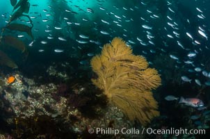 California golden gorgonian on underwater rocky reef below kelp forest, San Clemente Island. The golden gorgonian is a filter-feeding temperate colonial species that lives on the rocky bottom at depths between 50 to 200 feet deep. Each individual polyp is a distinct animal, together they secrete calcium that forms the structure of the colony. Gorgonians are oriented at right angles to prevailing water currents to capture plankton drifting by, Muricea californica