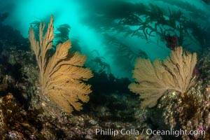 California golden gorgonian on underwater rocky reef below kelp forest, San Clemente Island. The golden gorgonian is a filter-feeding temperate colonial species that lives on the rocky bottom at depths between 50 to 200 feet deep. Each individual polyp is a distinct animal, together they secrete calcium that forms the structure of the colony. Gorgonians are oriented at right angles to prevailing water currents to capture plankton drifting by, Muricea californica