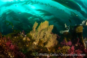 California golden gorgonian on underwater rocky reef below kelp forest, San Clemente Island. The golden gorgonian is a filter-feeding temperate colonial species that lives on the rocky bottom at depths between 50 to 200 feet deep. Each individual polyp is a distinct animal, together they secrete calcium that forms the structure of the colony. Gorgonians are oriented at right angles to prevailing water currents to capture plankton drifting by, Muricea californica