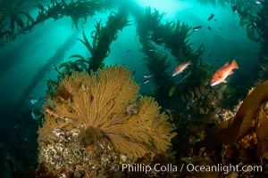 California golden gorgonian on underwater rocky reef below kelp forest, San Clemente Island. The golden gorgonian is a filter-feeding temperate colonial species that lives on the rocky bottom at depths between 50 to 200 feet deep. Each individual polyp is a distinct animal, together they secrete calcium that forms the structure of the colony. Gorgonians are oriented at right angles to prevailing water currents to capture plankton drifting by, Muricea californica