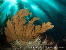 California golden gorgonian on underwater rocky reef below kelp forest, San Clemente Island. The golden gorgonian is a filter-feeding temperate colonial species that lives on the rocky bottom at depths between 50 to 200 feet deep. Each individual polyp is a distinct animal, together they secrete calcium that forms the structure of the colony. Gorgonians are oriented at right angles to prevailing water currents to capture plankton drifting by, Muricea californica