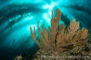 California golden gorgonian on underwater rocky reef below kelp forest, San Clemente Island. The golden gorgonian is a filter-feeding temperate colonial species that lives on the rocky bottom at depths between 50 to 200 feet deep. Each individual polyp is a distinct animal, together they secrete calcium that forms the structure of the colony. Gorgonians are oriented at right angles to prevailing water currents to capture plankton drifting by, Muricea californica