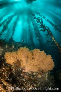 California golden gorgonian on underwater rocky reef below kelp forest, San Clemente Island. The golden gorgonian is a filter-feeding temperate colonial species that lives on the rocky bottom at depths between 50 to 200 feet deep. Each individual polyp is a distinct animal, together they secrete calcium that forms the structure of the colony. Gorgonians are oriented at right angles to prevailing water currents to capture plankton drifting by, Muricea californica