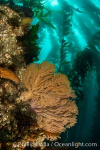 California golden gorgonian on underwater rocky reef below kelp forest, San Clemente Island. The golden gorgonian is a filter-feeding temperate colonial species that lives on the rocky bottom at depths between 50 to 200 feet deep. Each individual polyp is a distinct animal, together they secrete calcium that forms the structure of the colony. Gorgonians are oriented at right angles to prevailing water currents to capture plankton drifting by, Muricea californica