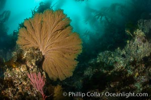 California golden gorgonian on underwater rocky reef below kelp forest, San Clemente Island. The golden gorgonian is a filter-feeding temperate colonial species that lives on the rocky bottom at depths between 50 to 200 feet deep. Each individual polyp is a distinct animal, together they secrete calcium that forms the structure of the colony. Gorgonians are oriented at right angles to prevailing water currents to capture plankton drifting by, Muricea californica