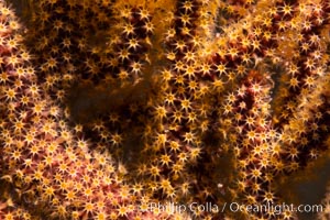 California Golden gorgonian polyps. The golden gorgonian is a colonial organism composed of thousands of tiny polyps. Each polyp secretes calcium which accumulates to form the structure of the colony. The fan-shaped gorgonian is oriented perpendicular to prevailing ocean currents to better enable to filter-feeding polyps to capture passing plankton and detritus passing by, San Diego