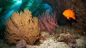 Garibaldi swims beside golden and red gorgonians, underwater.