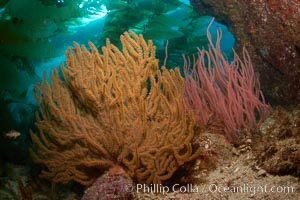 Golden and red gorgonians, kelp forest in background, underwater. Catalina Island, California, USA, Hypsypops rubicundus, Leptogorgia chilensis, Lophogorgia chilensis, Muricea californica, natural history stock photograph, photo id 23531