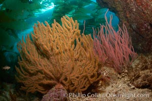 Golden and red gorgonians, kelp forest in background, underwater, Hypsypops rubicundus, Leptogorgia chilensis, Lophogorgia chilensis, Muricea californica, Catalina Island