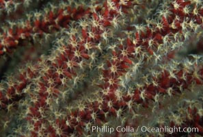 California Golden gorgonian, polyp detail, Muricea californica, San Clemente Island