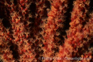 California Golden gorgonian polyps, Muricea californica, San Clemente Island