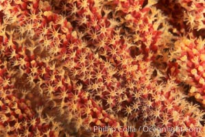 California Golden gorgonian polyps.  The golden gorgonian is a colonial organism composed of thousands of tiny polyps. Each polyp secretes calcium which accumulates to form the structure of the colony. The fan-shaped gorgonian is oriented perpendicular to prevailing ocean currents to better enable to filter-feeding polyps to capture passing plankton and detritus passing by, Muricea californica, San Clemente Island