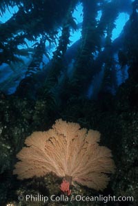 California Golden gorgonian, Muricea californica, San Clemente Island