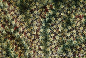 California Golden gorgonian, polyp detail, Muricea californica, San Clemente Island