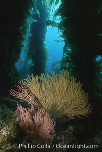 California Golden gorgonian in kelp forest, Macrocystis pyrifera, Muricea californica, San Clemente Island