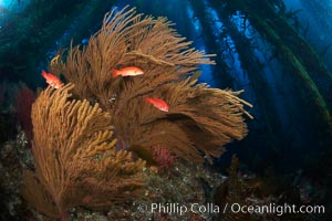 California golden gorgonian and small juvenile sheephead fishes on rocky reef, below kelp forest, underwater.  The golden gorgonian is a filter-feeding temperate colonial species that lives on the rocky bottom at depths between 50 to 200 feet deep.  Each individual polyp is a distinct animal, together they secrete calcium that forms the structure of the colony. Gorgonians are oriented at right angles to prevailing water currents to capture plankton drifting by, Muricea californica, Semicossyphus pulcher, San Clemente Island