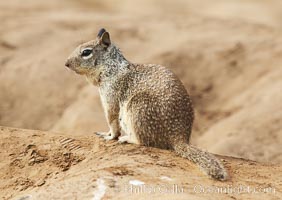 California ground squirrel, Spermophilus beecheyi, La Jolla