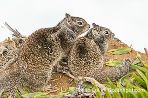 California ground squirrel, Otospermophilus beecheyi, La Jolla, Otospermophilus beecheyi