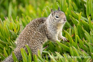 California ground squirrel, Otospermophilus beecheyi, La Jolla, Otospermophilus beecheyi