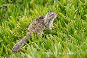 California ground squirrel, Otospermophilus beecheyi, La Jolla, Otospermophilus beecheyi