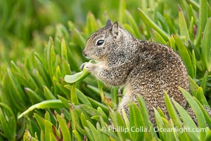 California ground squirrel, Otospermophilus beecheyi, La Jolla, Otospermophilus beecheyi