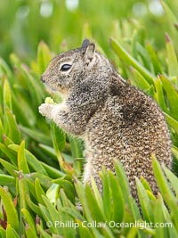 California ground squirrel, Otospermophilus beecheyi, La Jolla, Otospermophilus beecheyi