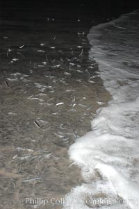 California grunion, Leuresthes tenuis, Carlsbad