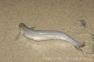 California grunion, Leuresthes tenuis, Carlsbad