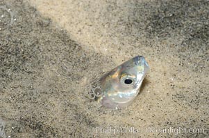 California grunion, Leuresthes tenuis, Carlsbad