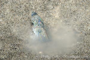 California grunion, Leuresthes tenuis, Carlsbad