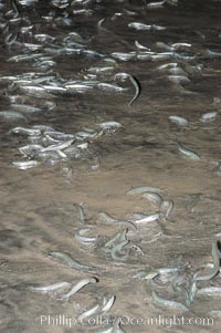 California grunion, Leuresthes tenuis, Carlsbad