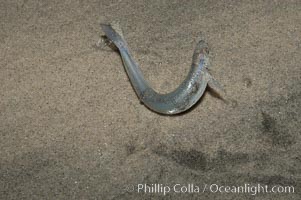 California grunion, Leuresthes tenuis, Carlsbad